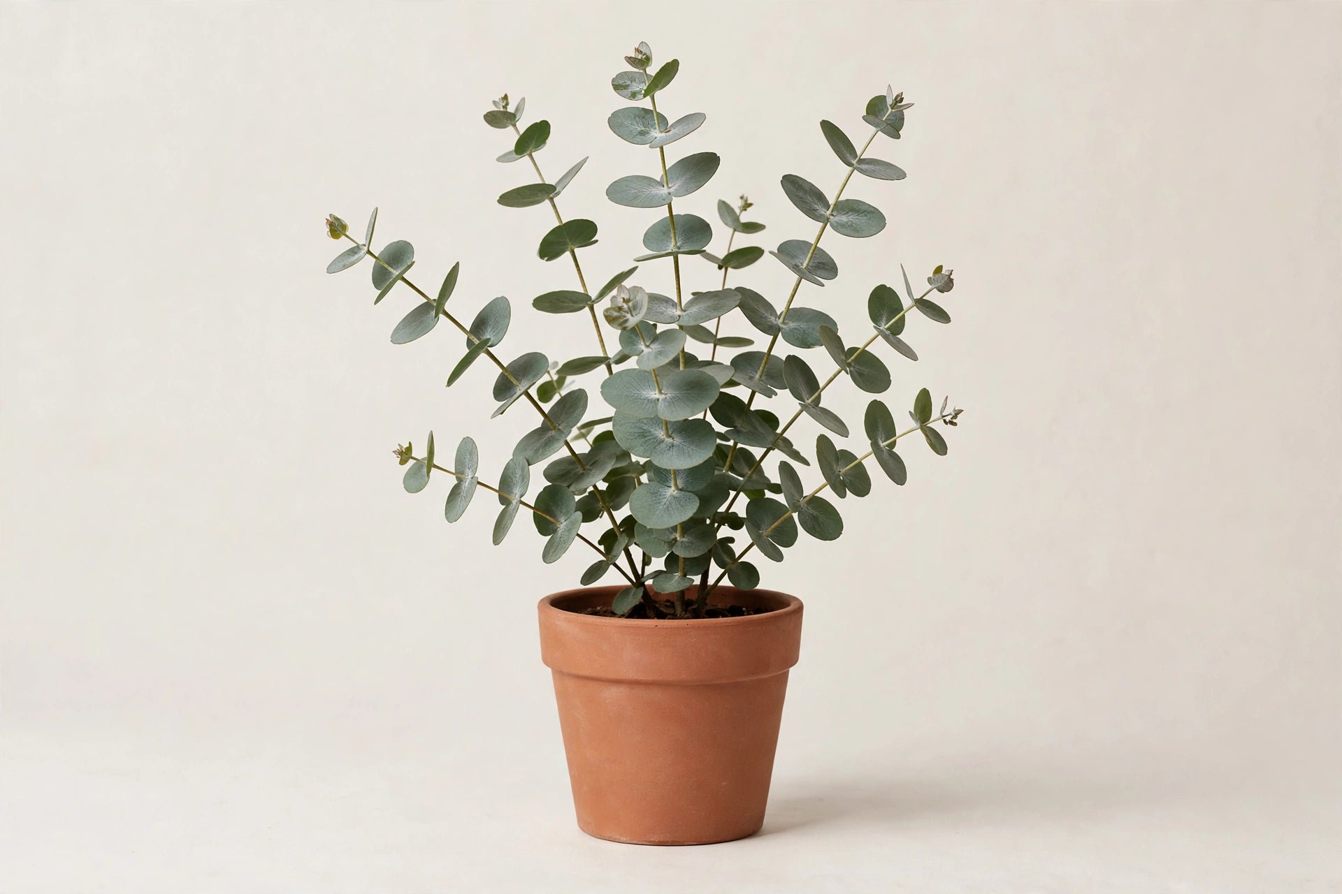 Potted silver-dollar eucalyptus placeholder product image