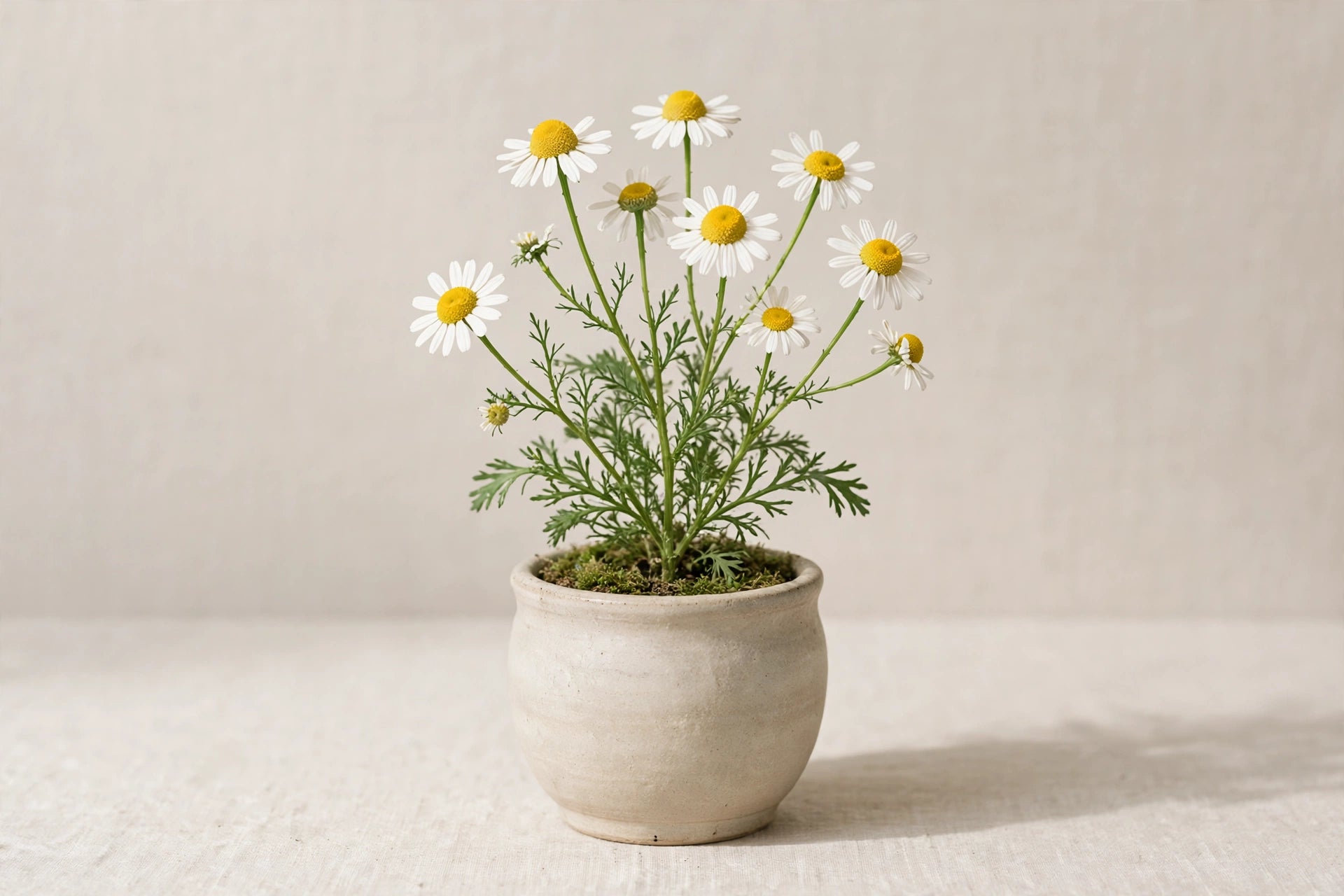 Potted chamomile placeholder product image